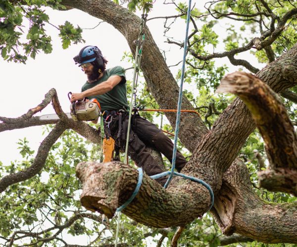 Tree Service